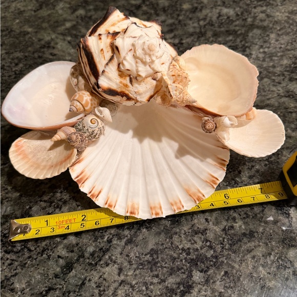 🐚 Decorative Seashell Collection 🐚 - Picture 7 of 7
